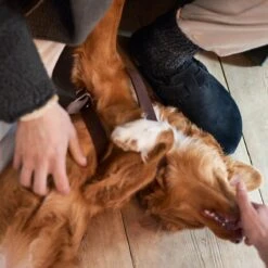 Birkenstock Boston Shearling Lined Narrow Shoe - Women's -Hot Sale Shoe Shop BLASE D14